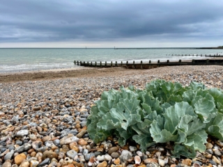 Portfolio Beach
