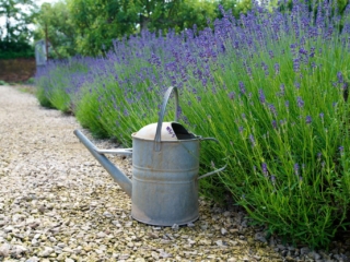 Watering can with lavender