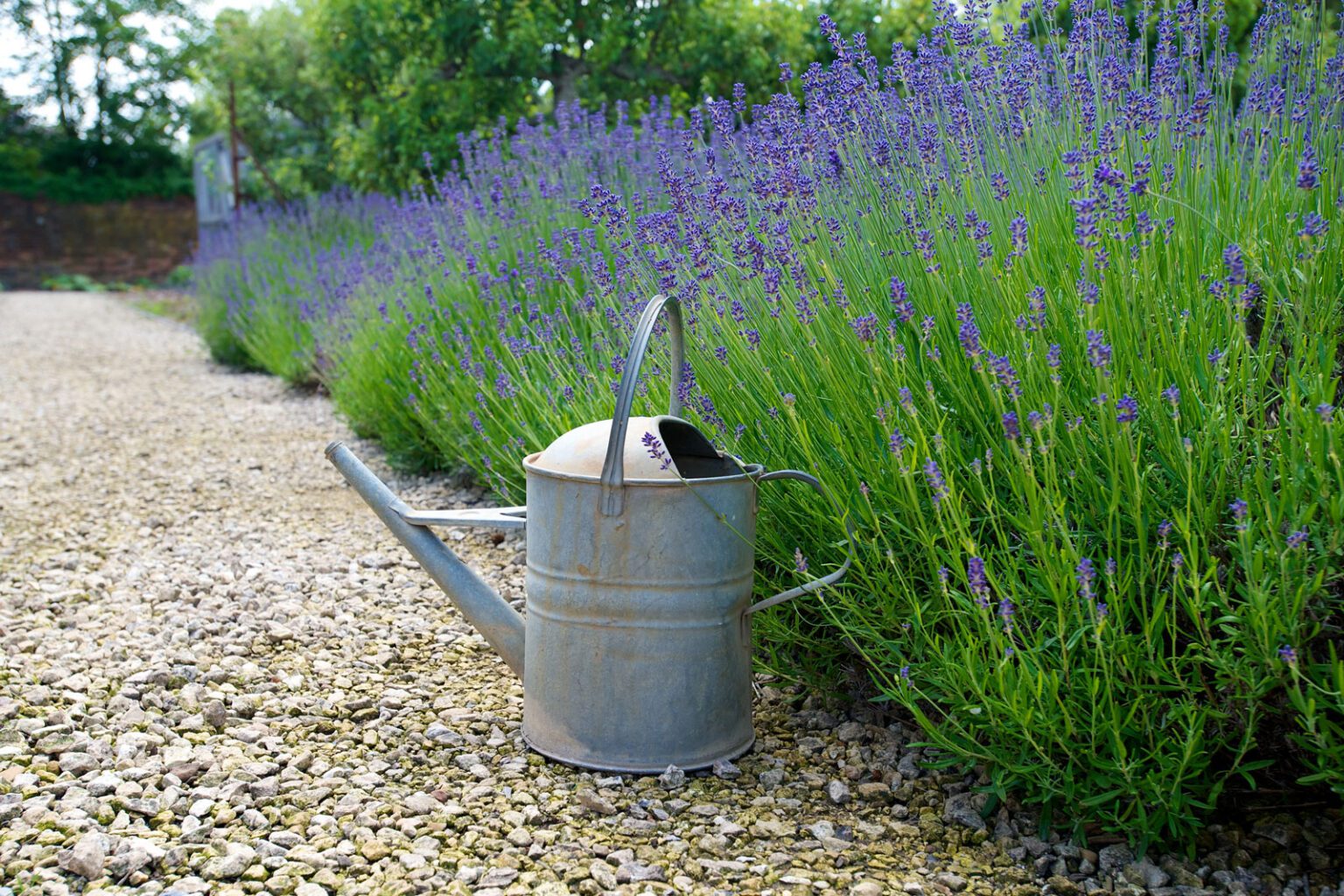 HIG_4462 Watering can with lavender